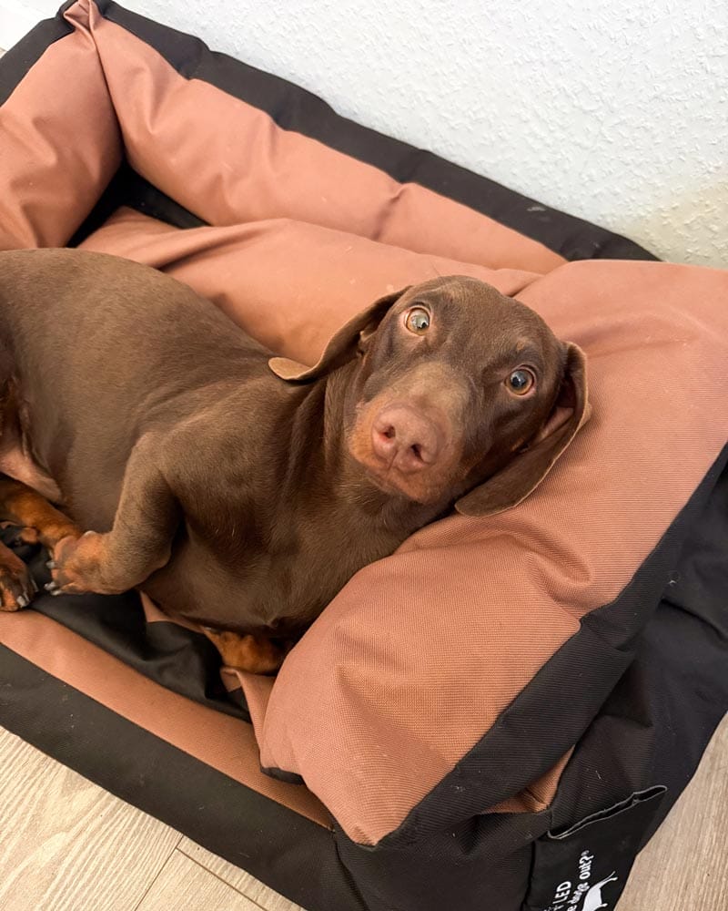 dackel im hundebett