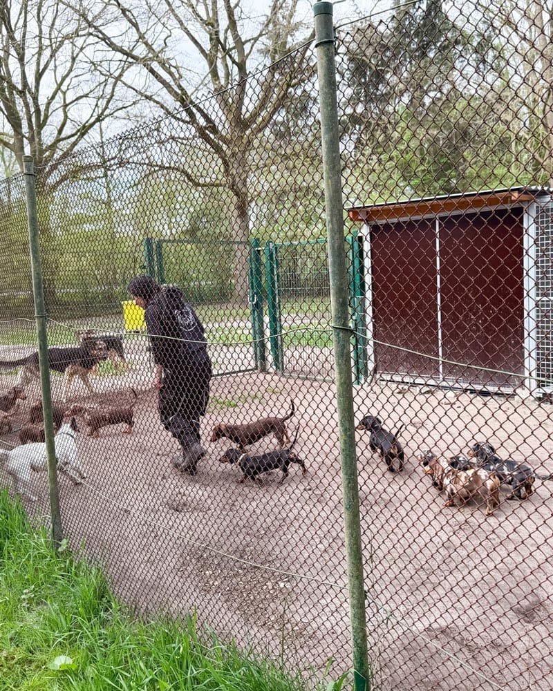 tierheim sedeberg dackel